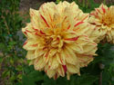 LANDSCAPE-FALL-DAHLIAS-04.jpg (1689123 bytes)