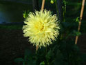 LANDSCAPE-FALL-DAHLIAS-13.jpg (1672139 bytes)