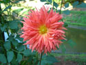 LANDSCAPE-FALL-DAHLIAS-15.jpg (1680392 bytes)