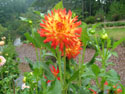 LANDSCAPE-FALL-DAHLIAS-17.jpg (1674040 bytes)