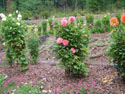 LANDSCAPE-FALL-DAHLIAS-18.jpg (1685205 bytes)