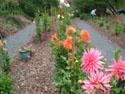 LANDSCAPE-FALL-DAHLIAS-20.jpg (1695130 bytes)