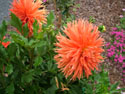 LANDSCAPE-FALL-DAHLIAS-21.jpg (1599469 bytes)