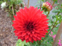 LANDSCAPE-FALL-DAHLIAS-22.jpg (1642382 bytes)