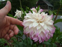 LANDSCAPE-FALL-DAHLIAS-23.jpg (1697744 bytes)