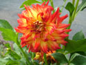 LANDSCAPE-FALL-DAHLIAS-30.jpg (1640774 bytes)