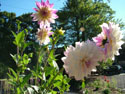 LANDSCAPE-FALL-DAHLIAS-34.jpg (1659158 bytes)