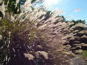 LANDSCAPE-FALL-GRASSES-04.jpg (502438 bytes)