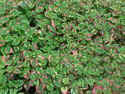 LANDSCAPE-FALL-GROUND COVERS-02.jpg (336106 bytes)