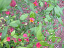 LANDSCAPE-FALL-SHRUBS-01.jpg (1614362 bytes)