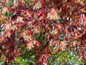 LANDSCAPE-FALL-TREE COLORS-01.jpg (506028 bytes)