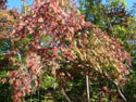 LANDSCAPE-FALL-TREE COLORS-03.jpg (518915 bytes)