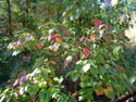 LANDSCAPE-FALL-TREE COLORS-06.jpg (490624 bytes)