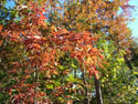LANDSCAPE-FALL-TREE COLORS-11.jpg (515637 bytes)