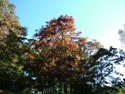 LANDSCAPE-FALL-TREE COLORS-13.jpg (504460 bytes)