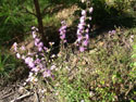LANDSCAPE-FALL-WILDFLOWER-12.jpg (1717931 bytes)