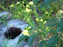 LANDSCAPE-FALL-WILDFLOWER-13.jpg (1692572 bytes)