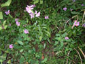 LANDSCAPE-FALL-WILDFLOWERS-03.jpg (1636418 bytes)