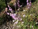LANDSCAPE-FALL-WILDFLOWERS-07.jpg (1689039 bytes)
