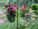LANDSCAPE-FEATURES-HANGING BASKETS-18.jpg (1642775 bytes)