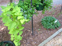 LANDSCAPE-FEATURES-HANGING BASKETS-20.jpg (1705329 bytes)