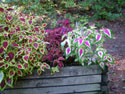 LANDSCAPE-FEATURES-PLANTERS-04.jpg (1583289 bytes)