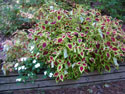 LANDSCAPE-FEATURES-PLANTERS-05.jpg (1651263 bytes)