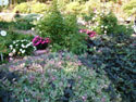 LANDSCAPE-SPRING-GROUND COVERS-18.jpg (499780 bytes)