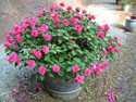 LANDSCAPE-SUMMER-ANNUALS-18.jpg (1648977 bytes)