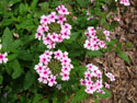 LANDSCAPE-SUMMER-GROUNDCOVER-07.jpg (1624572 bytes)