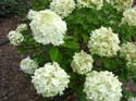 DSCF6880