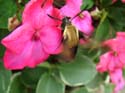 DSCF6820