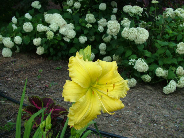 DSCF1294