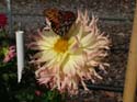 DSCF5062