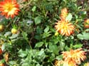 DSCF5071